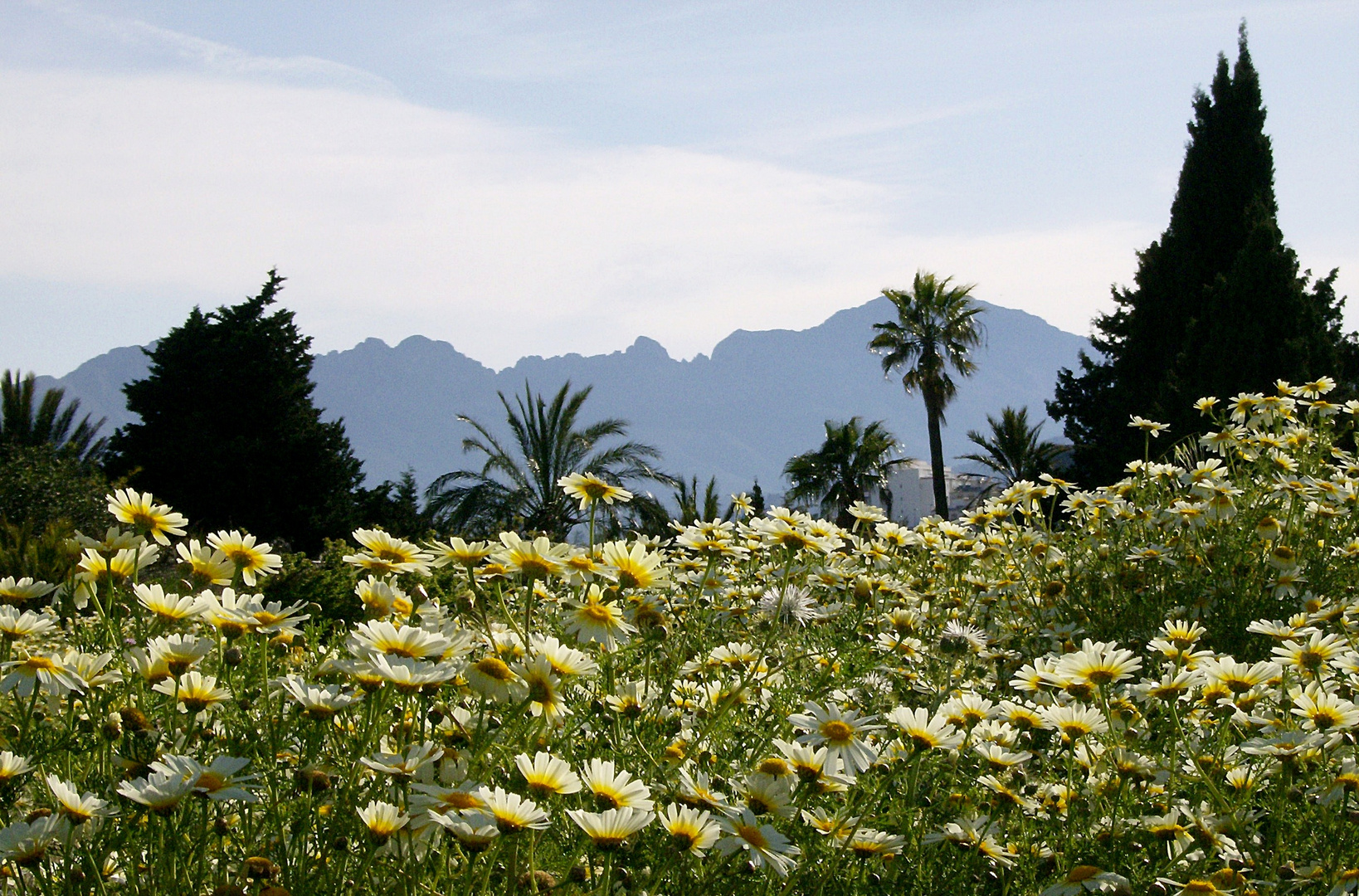 Frühling pur an der Costa Blanca/Spanien