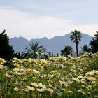 Frühling pur an der Costa Blanca/Spanien