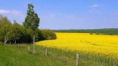 Frühling pur auch rechts der Müglitz , hier bei dem Ort namens Krebs