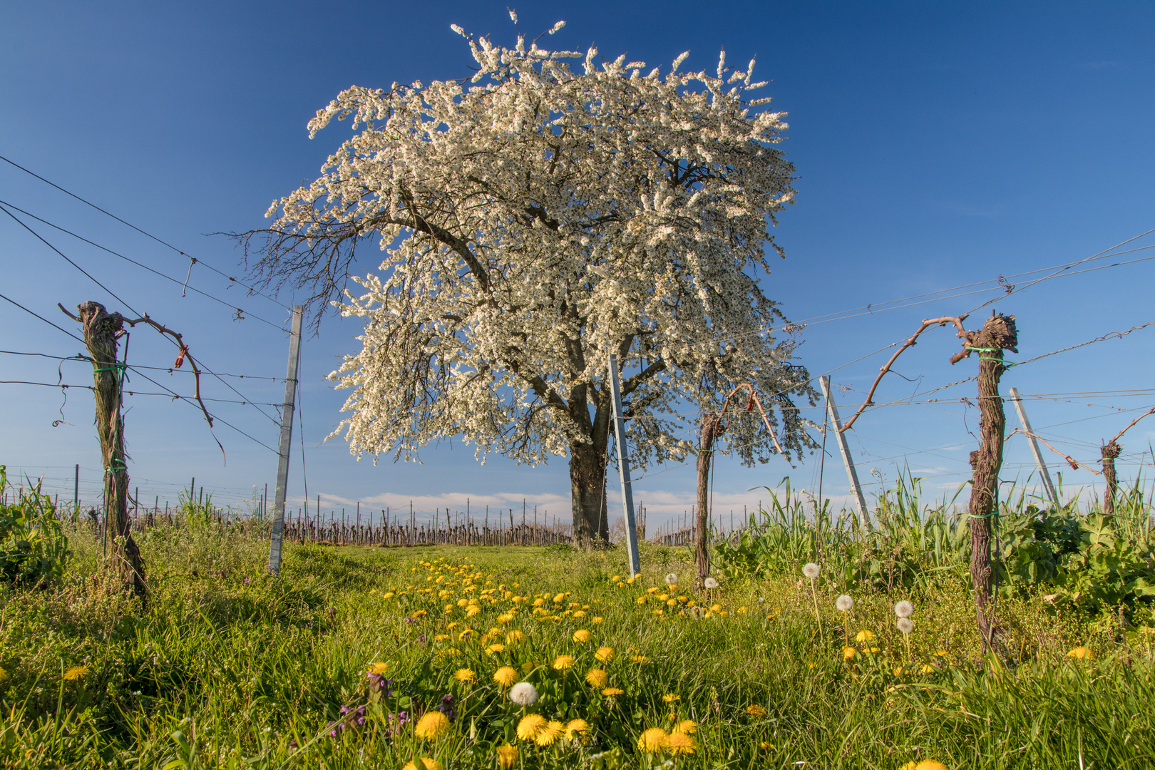 Frühling pur