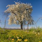 Frühling pur