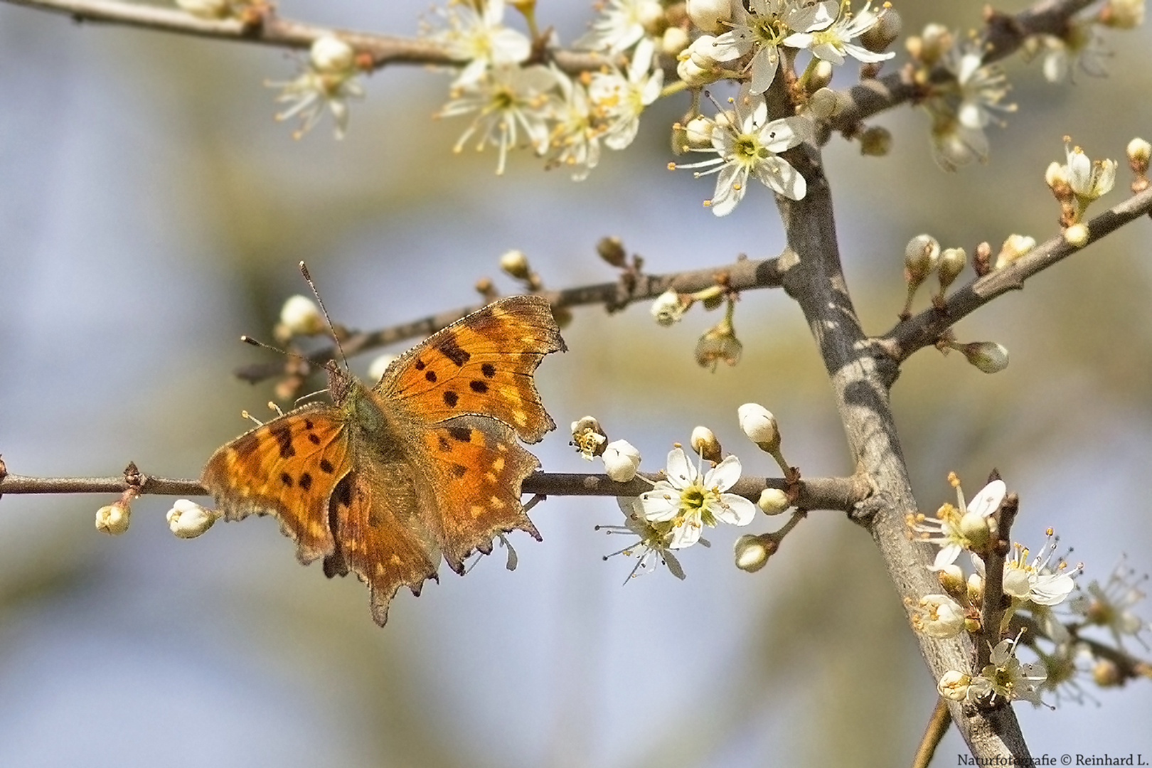 Frühling pur  