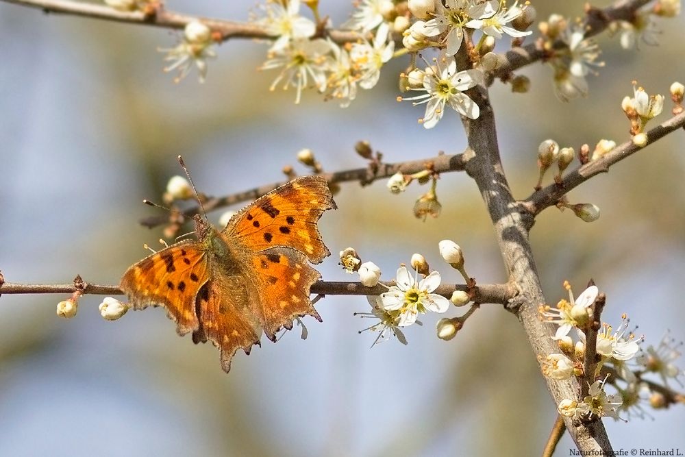 Frühling pur  