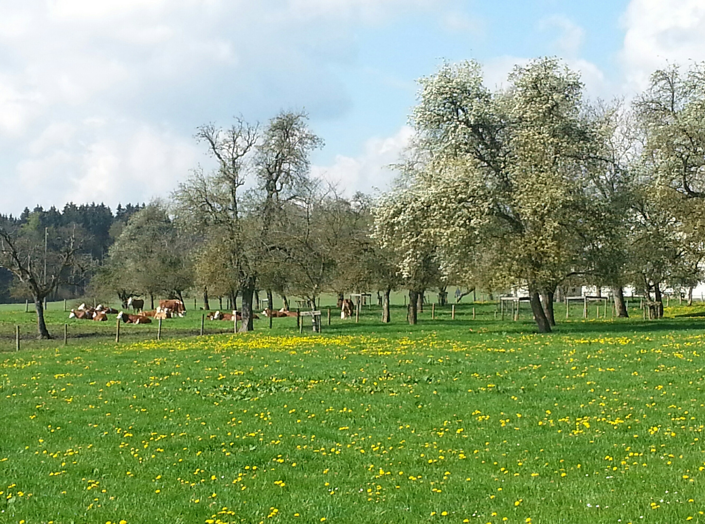 Frühling pur