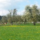 Frühling pur