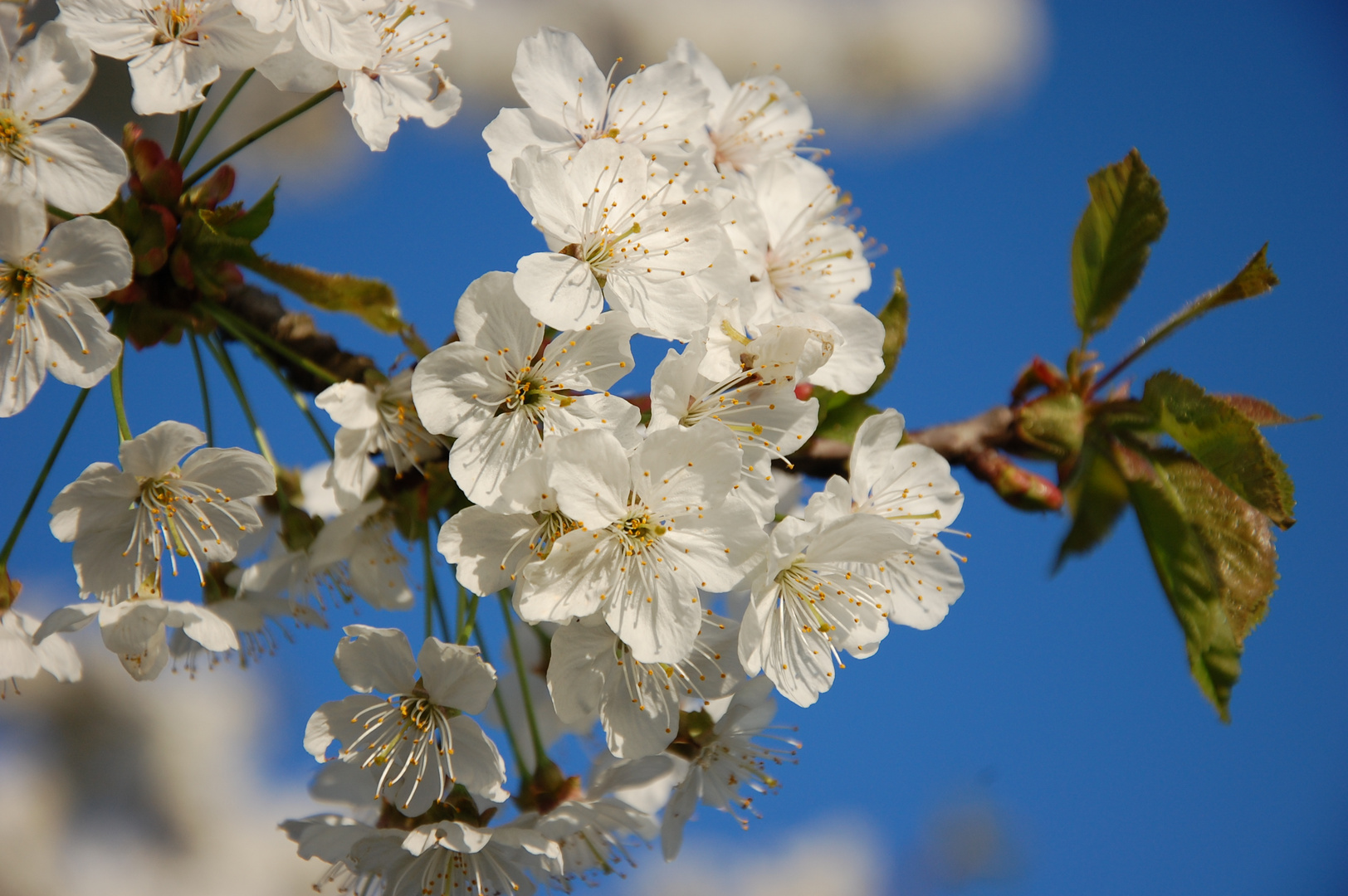 Frühling pur