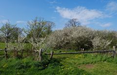 Frühling pur