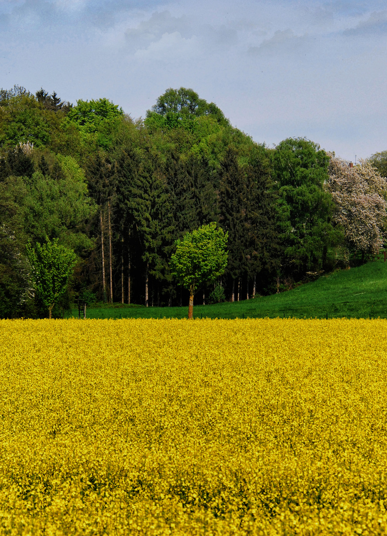 Frühling pur