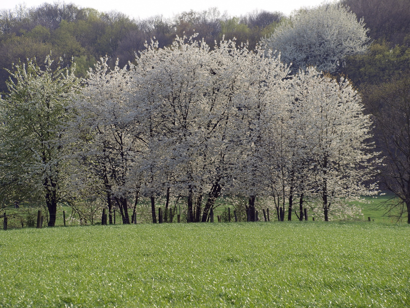 Frühling pur