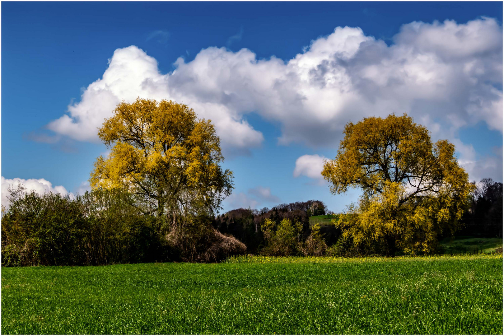 Frühling pur