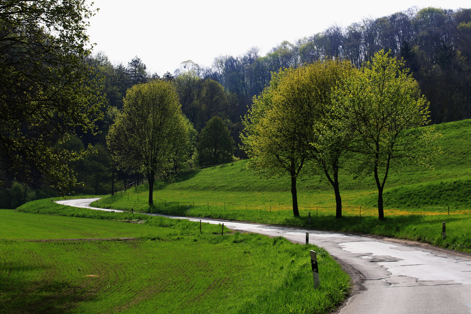 Frühling pur