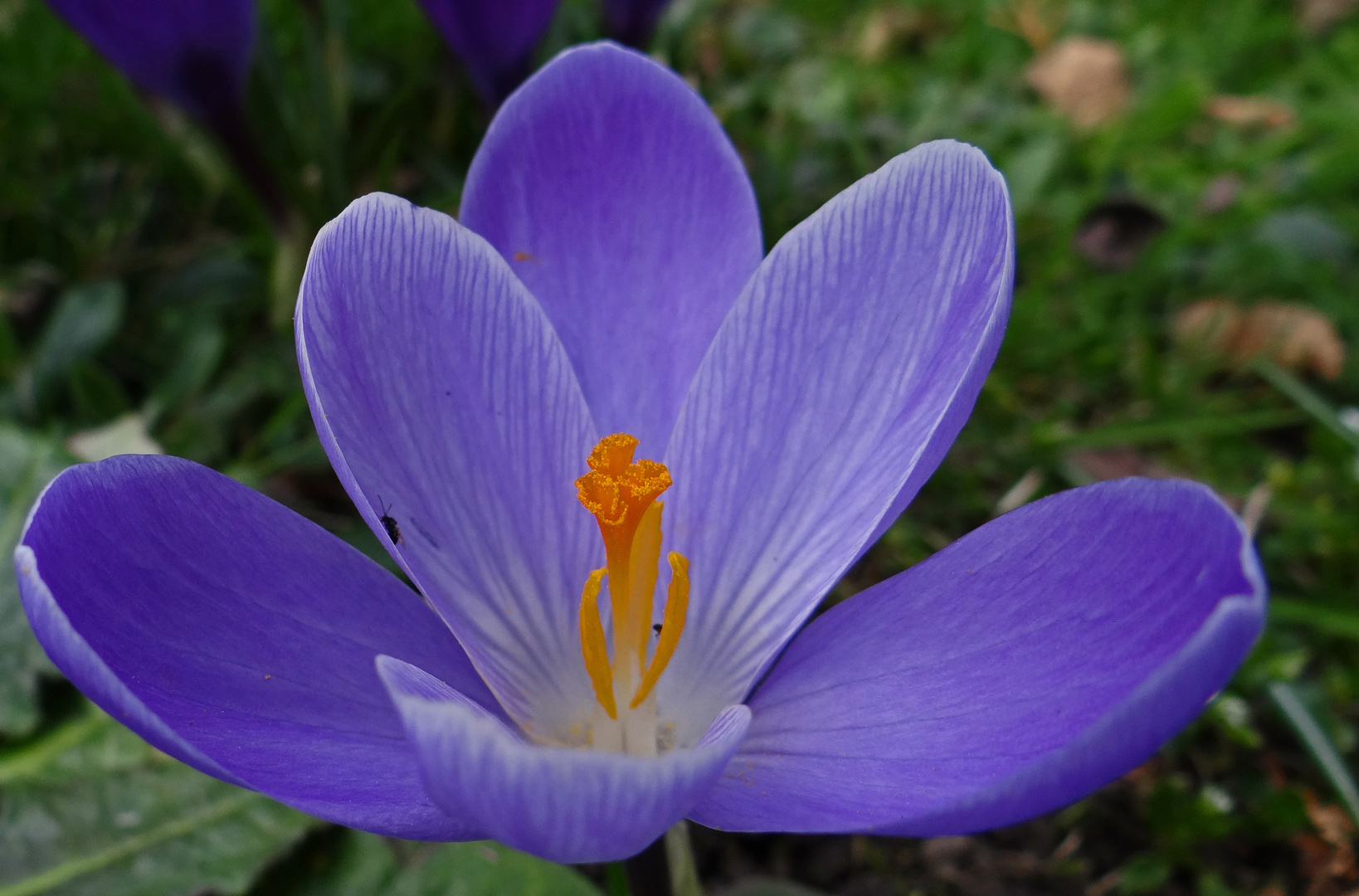 Frühling pur langsam