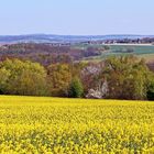 Frühling pur trotz der Trockenheit seit 4 Wochen im Elbtal