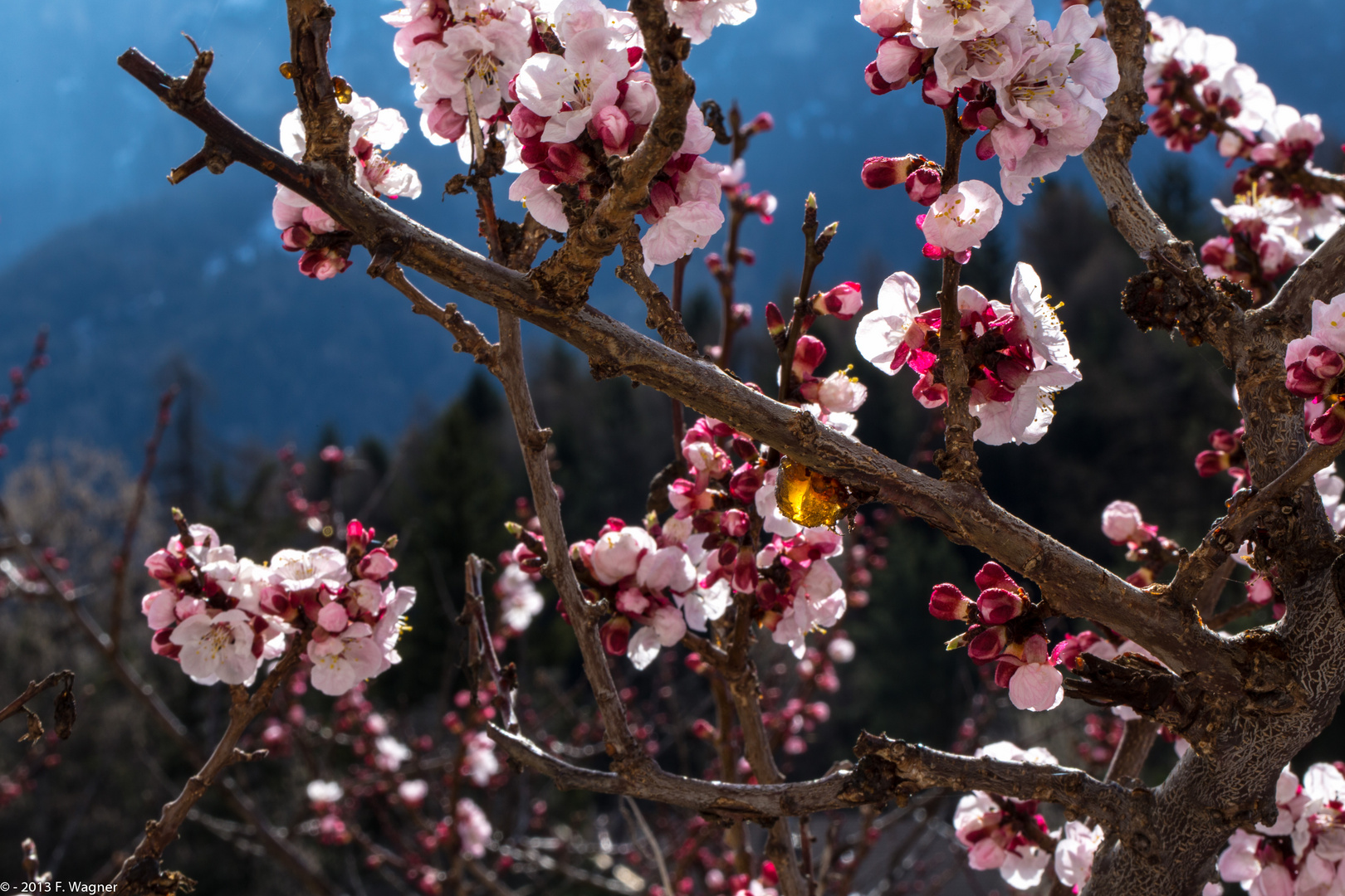 Frühling pur...Pfirsischbaum vor dem Hintergrund des Schlern-Felsmassivs in Südtirol