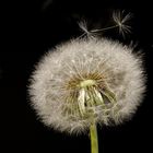 Frühling - Pusteblume im Frühlingswind