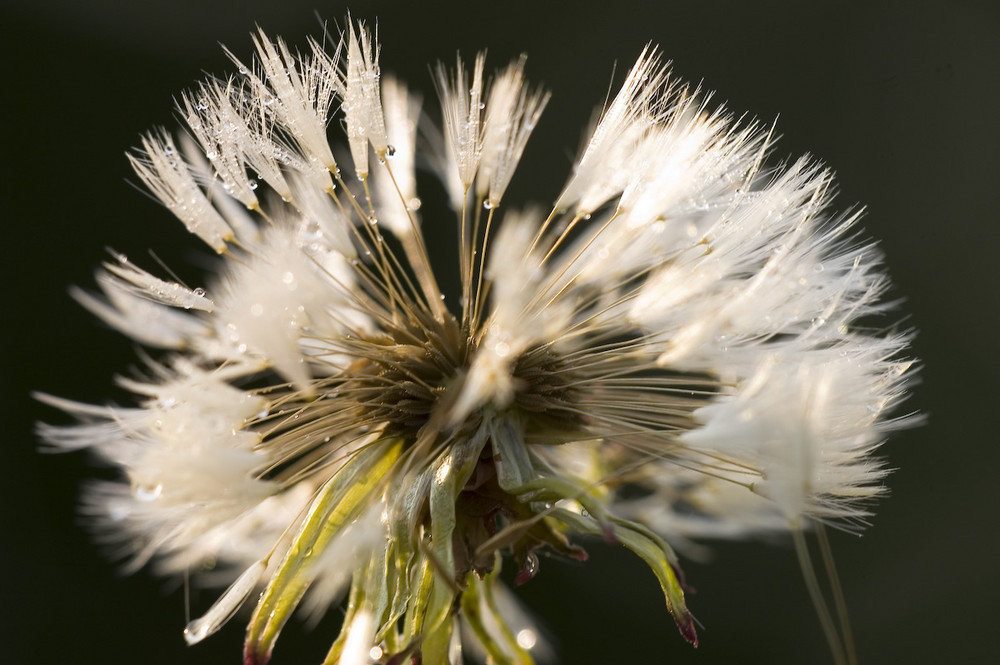 Frühling - Pusteblume im Morgentau 2