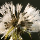 Frühling - Pusteblume im Morgentau 2