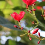 Frühling (rot)