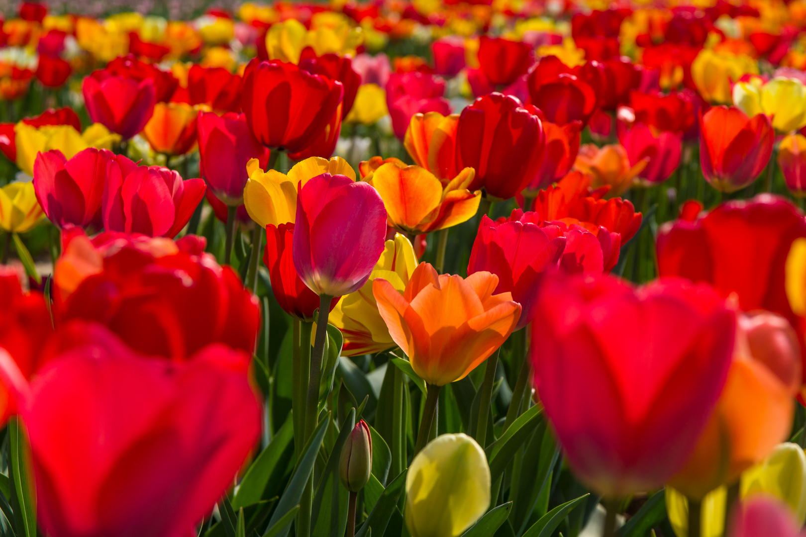 Frühling rot - gelb