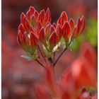 Frühling rot - Sommer demnächst