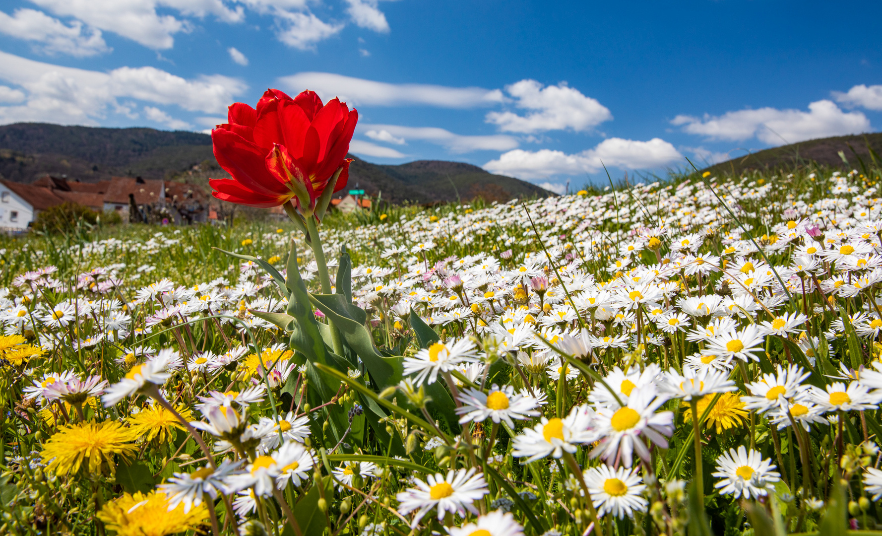 Frühling rot - weiß