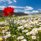 Frühling rot - weiß