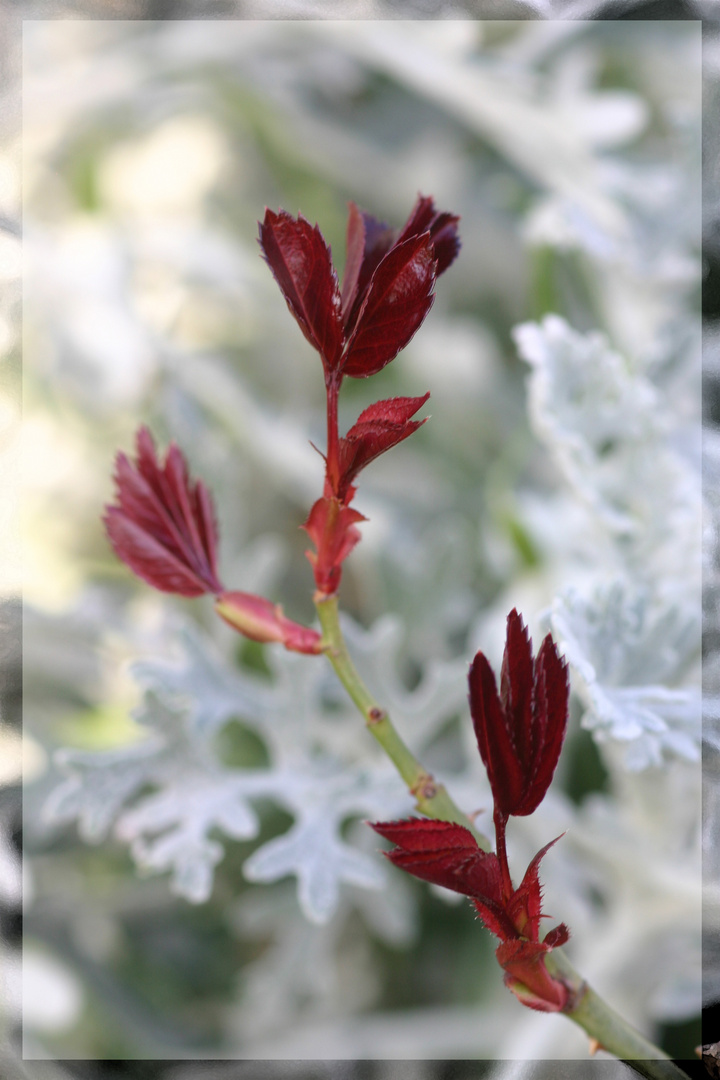 Frühling rot/weiß