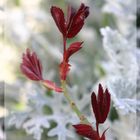 Frühling rot/weiß