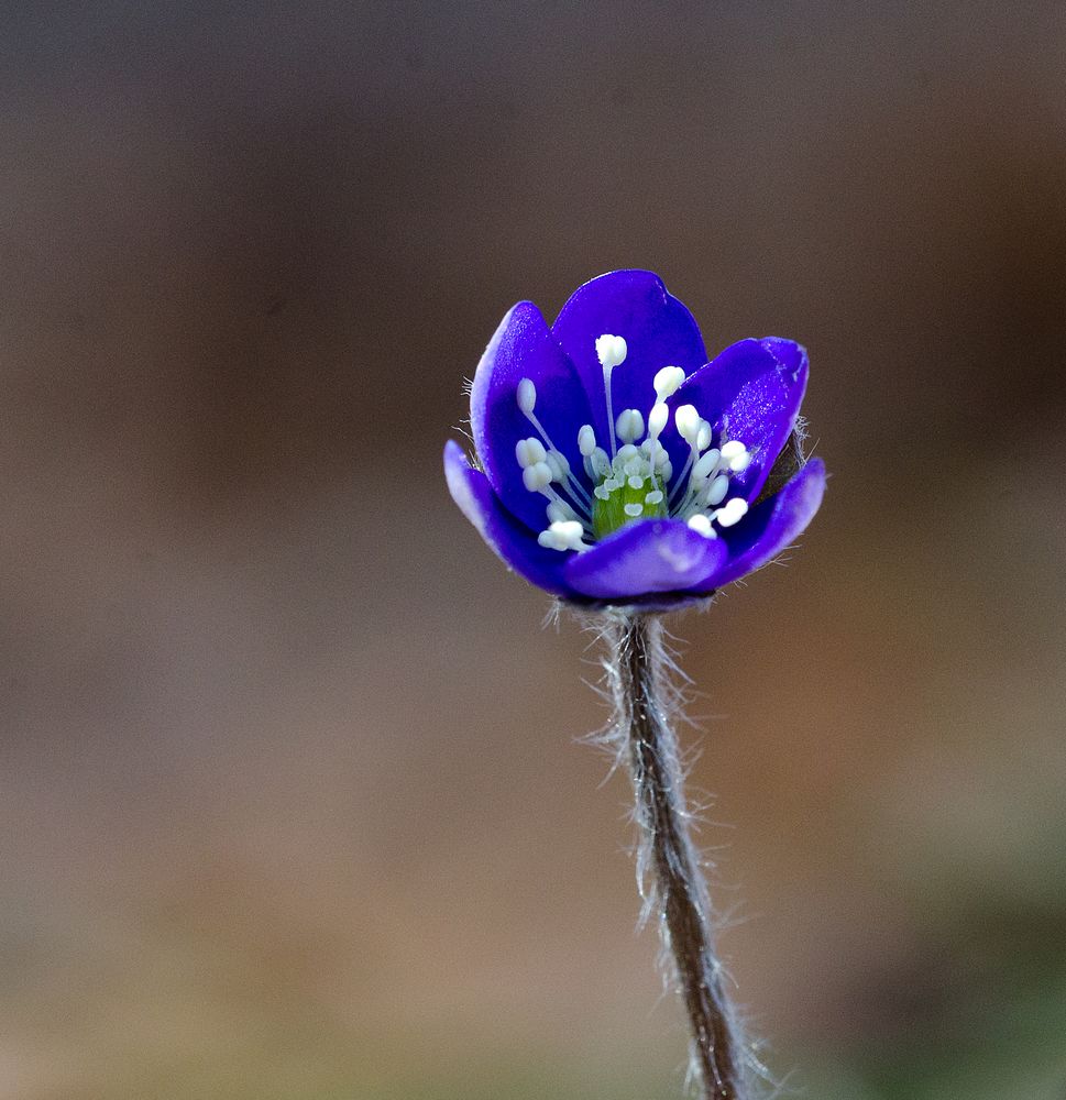 Frühling sagt guten Tag