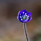 Frühling sagt guten Tag