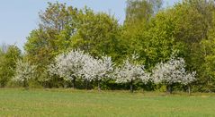 Frühling satt