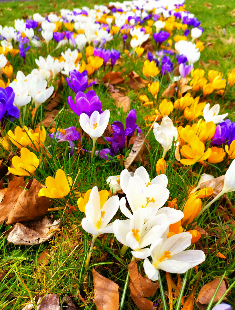 Frühling satt