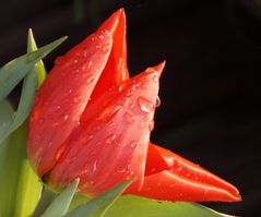 Frühling-(sbote) ganz nah