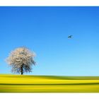 frühling schleicht durch feld und wiese