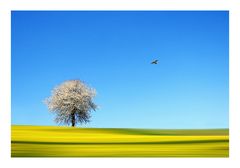 frühling schleicht durch feld und wiese