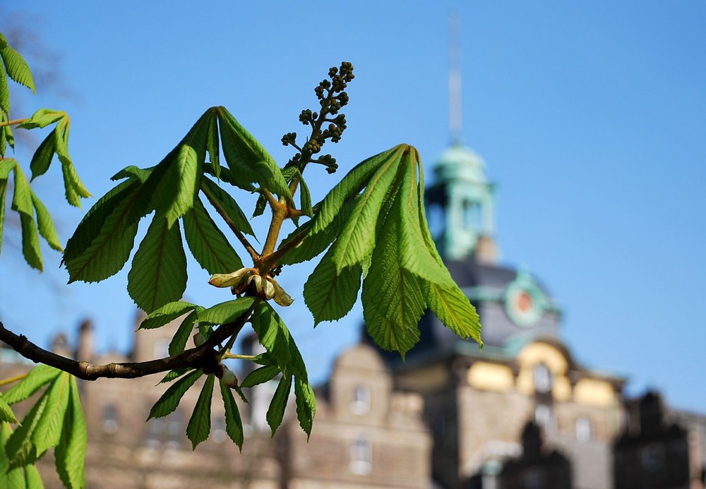 Frühling Schloß Bückeburg