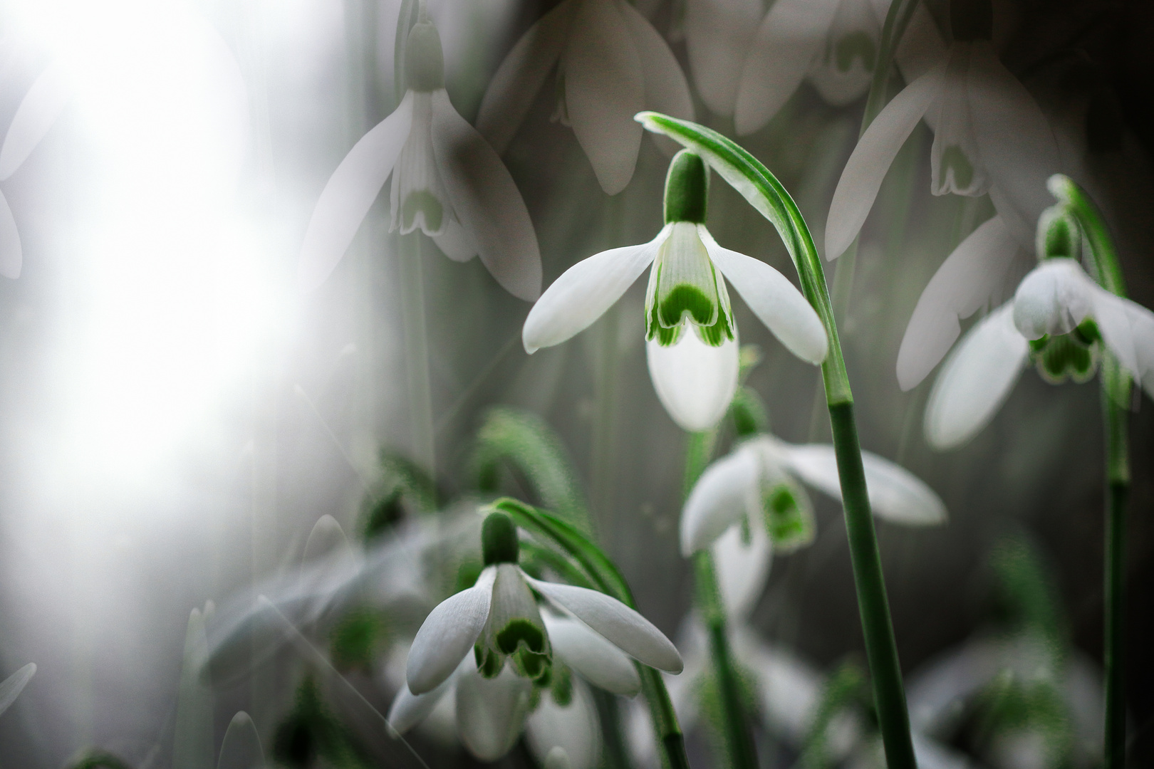 frühling : schneeglöckchen