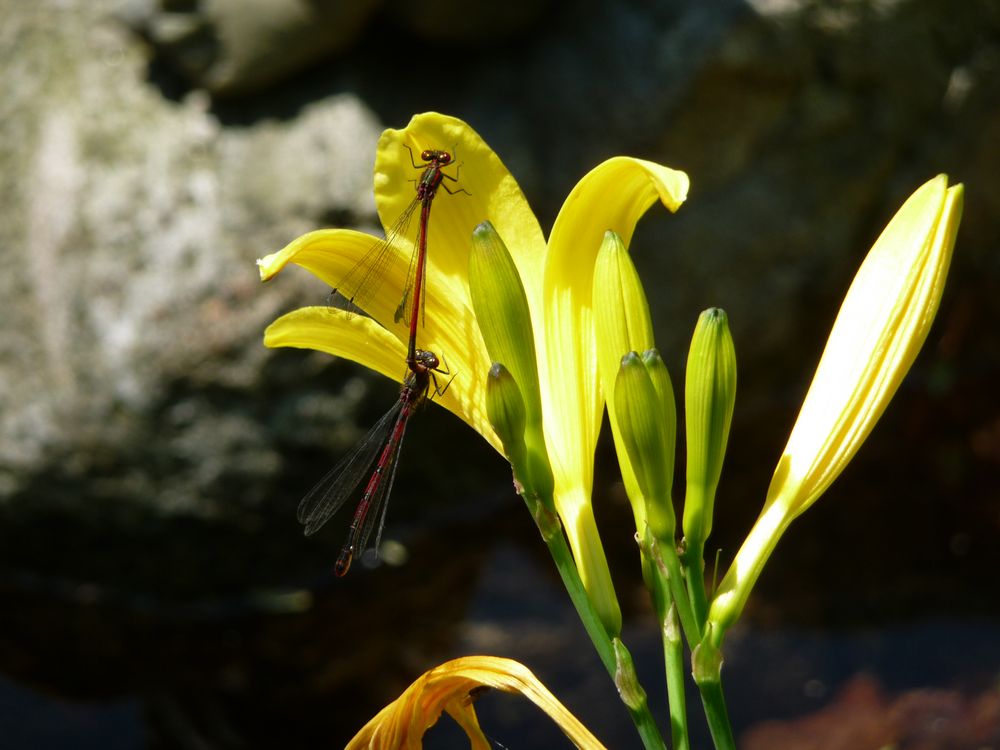 Frühling---------schön von Schotstek 