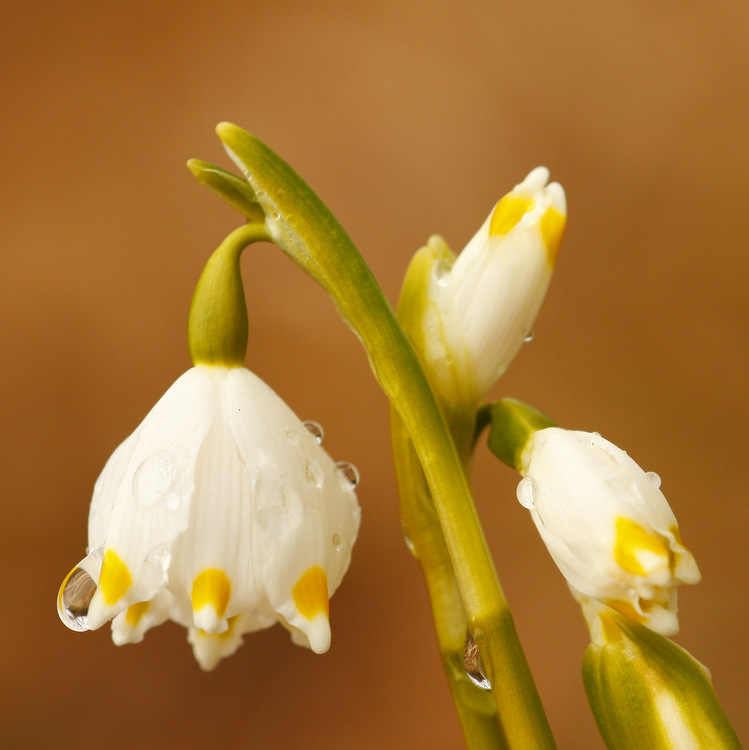 Frühling- schon wieder :)