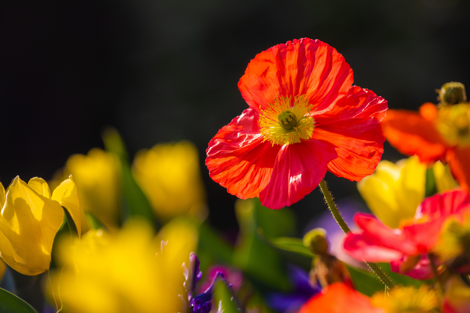 Frühling Schwarz-Rot- Gold