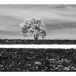 Frühling - schwarz - weiß -
