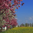 Frühling sechsfarbig...