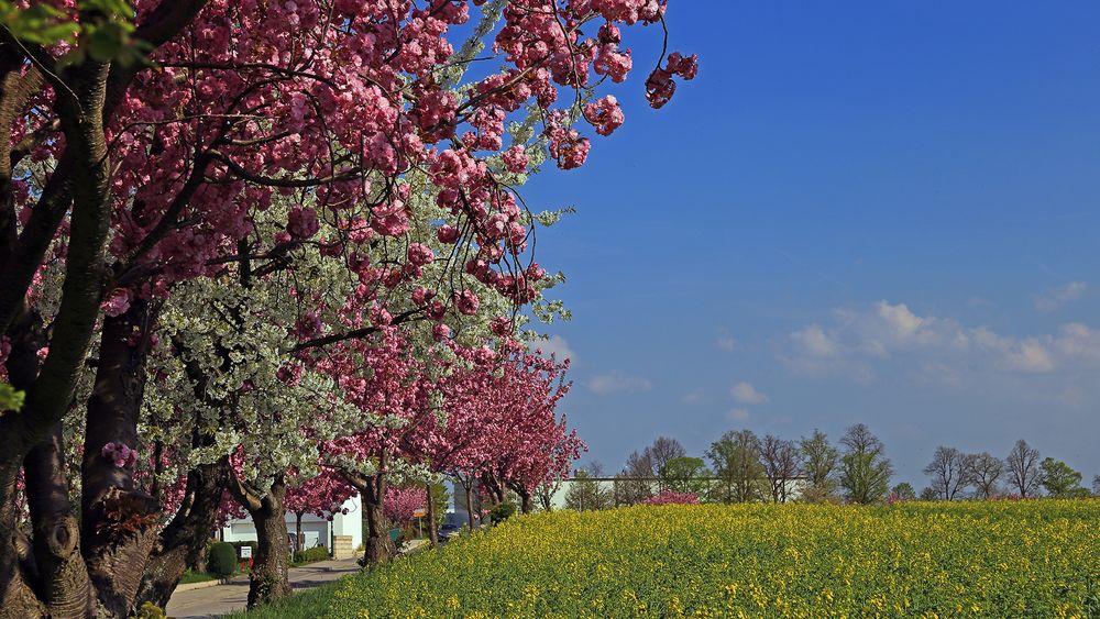 Frühling sechsfarbig...