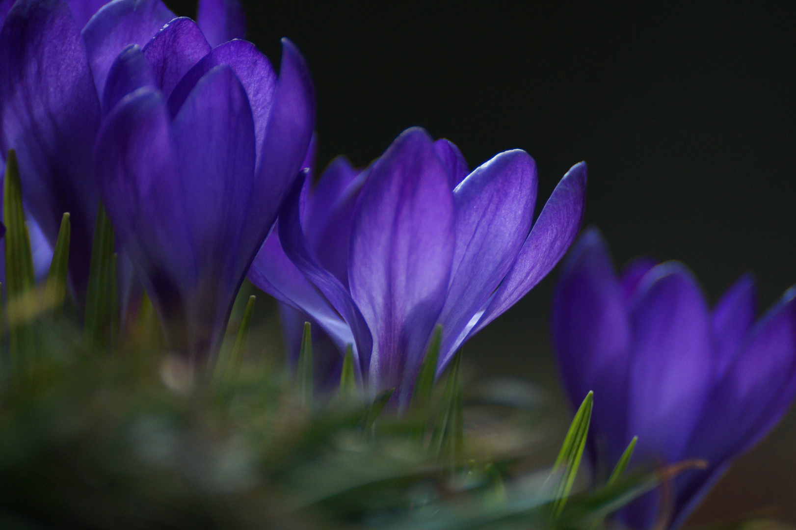 Frühling soll es werden!