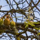 Frühling-Sommer-Herbst