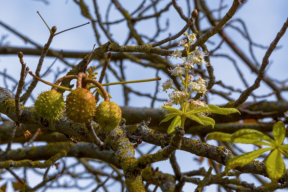 Frühling-Sommer-Herbst