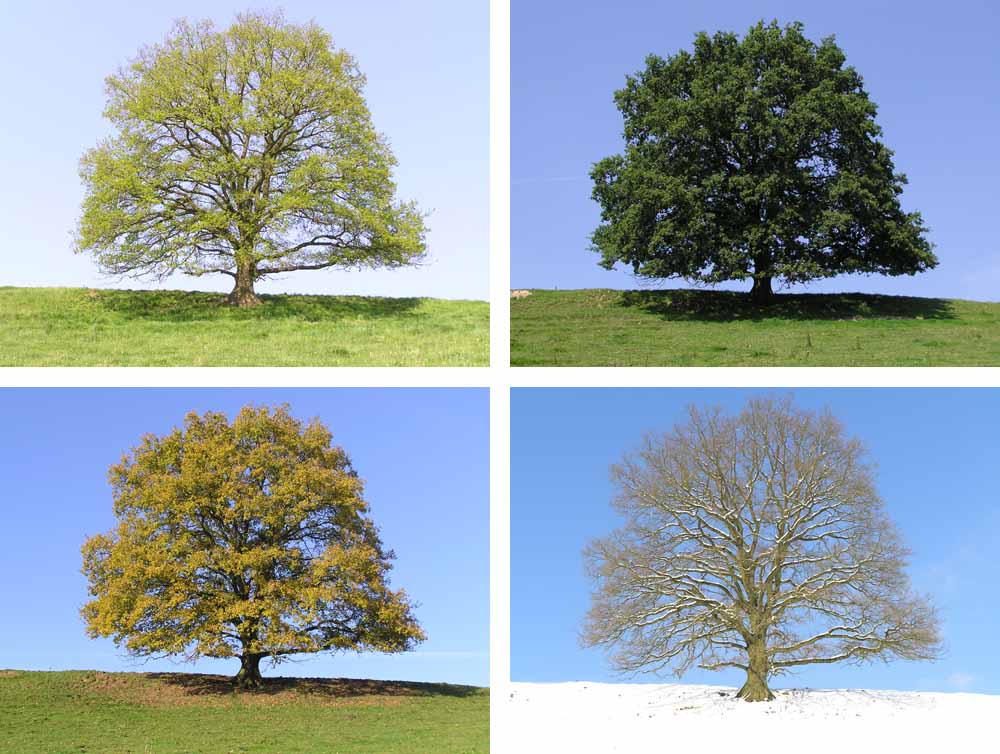 Frühling, Sommer, Herbst oder Winter? Foto & Bild jahreszeiten, natur