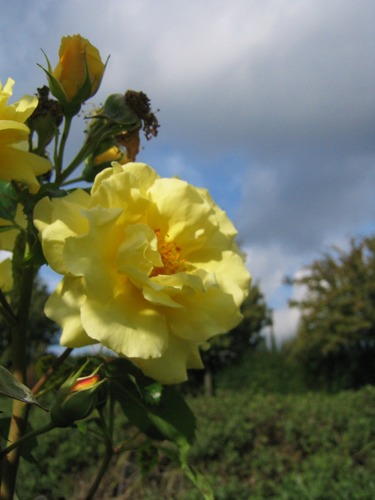 Frühling Sommer Herbst und Winter