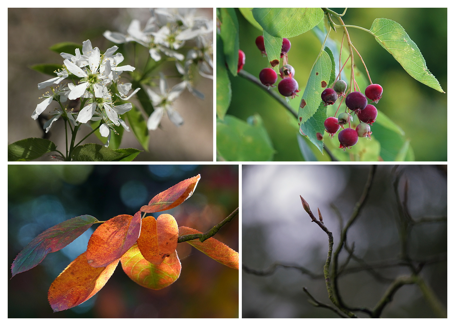 Frühling, Sommer, Herbst und Winter