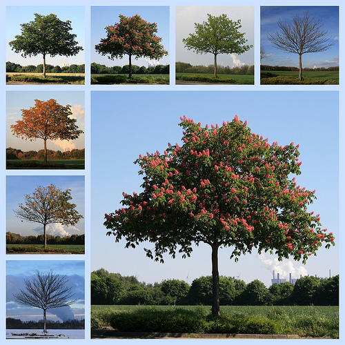 Frühling, Sommer, Herbst und Winter Foto &amp; Bild jahreszeiten